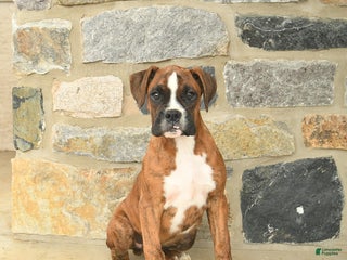 Boxer dogs Hunter - Ad 14