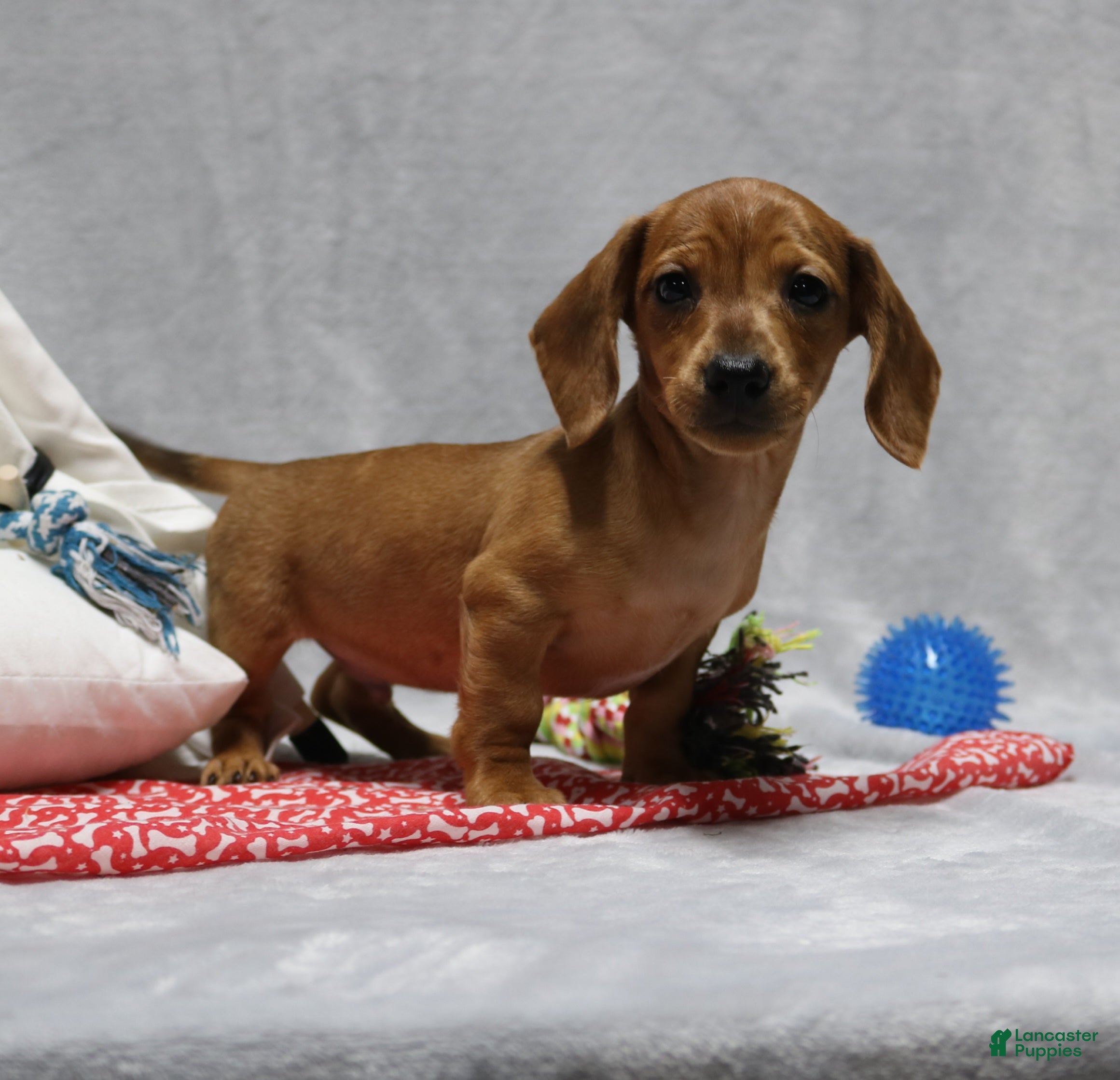 Miniature Dachshund dogs Peanut - Ad 36