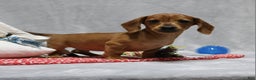 Miniature Dachshund dogs for sale: Peanut - Ad 1