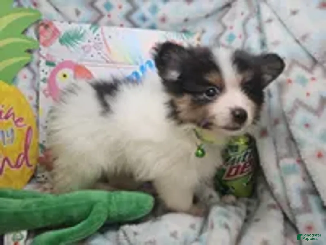 Pomeranian dogs for sale: Booky (Tri-Color) - Ad 2