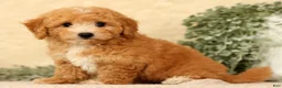 Bichpoo dogs for sale: Yonder - Ad 5