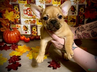 French Bulldog dogs - Ad 17