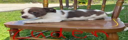 Jack Russell Terrier dogs for sale: Zaden - Ad 3
