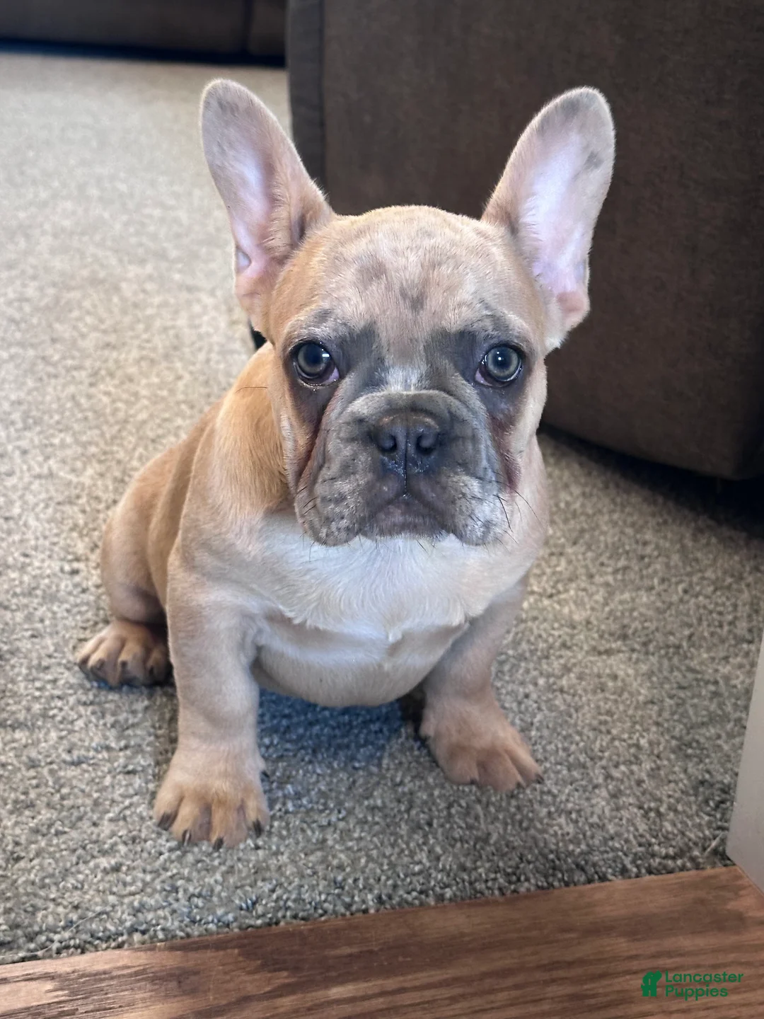 French Bulldog dogs for sale: Moose - Ad 1