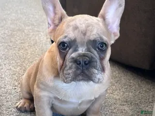 French Bulldog dogs for sale: Moose - Ad 2