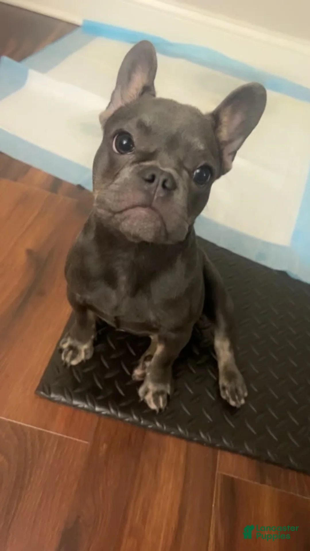 Gallery Image {{count}}