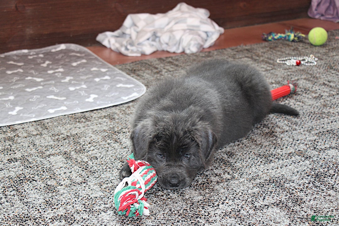 Newfoundland dogs for sale: Dolly - Ad 12