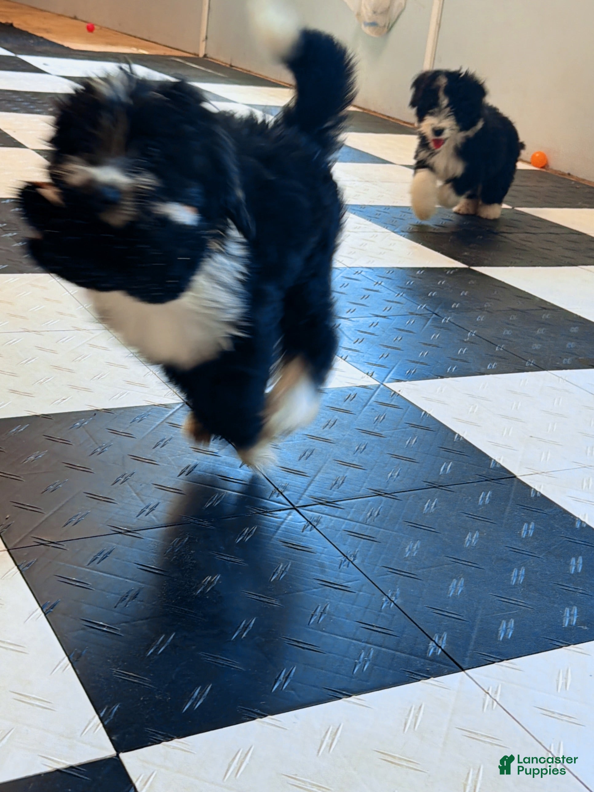 Aussiedoodle dogs Midnight - Ad 2