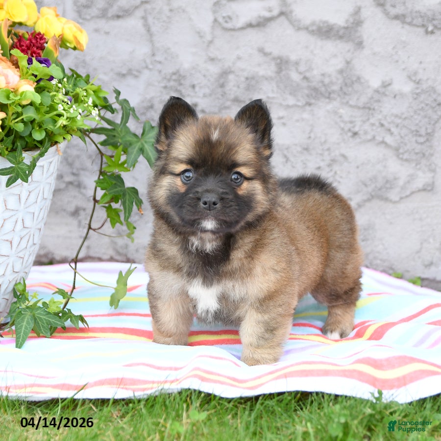 Mixed Breed dogs Lucky - Ad 1