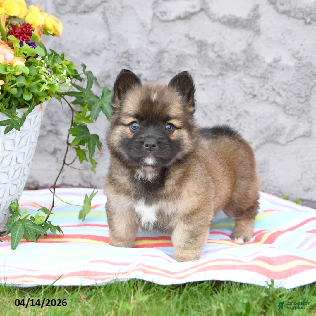 Mixed Breed dogs for sale: Lucky - Ad 1