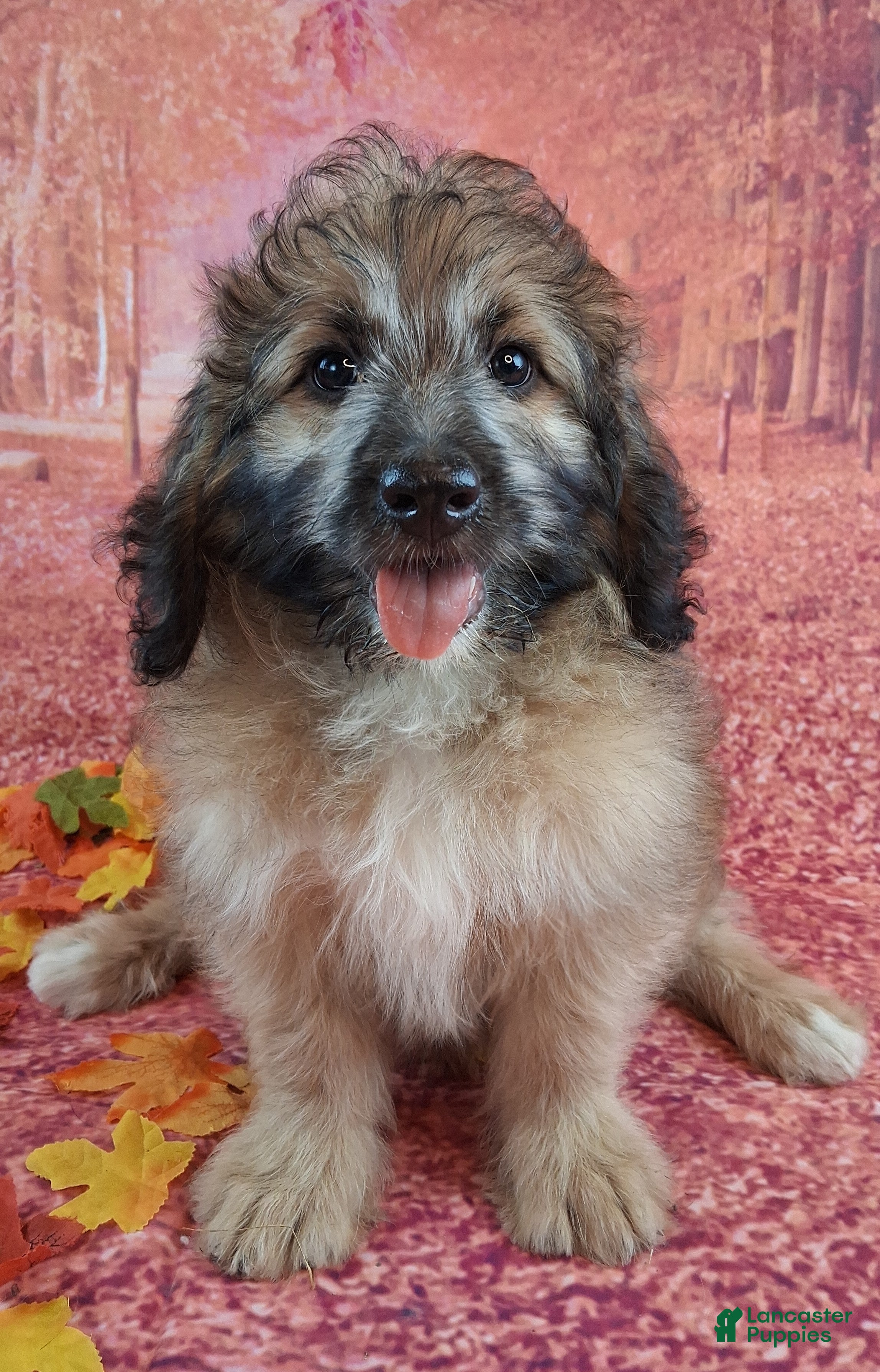 Saint Berdoodles dogs for sale: Stanley Manly - Mini Saint Berdoodle - Ad 2