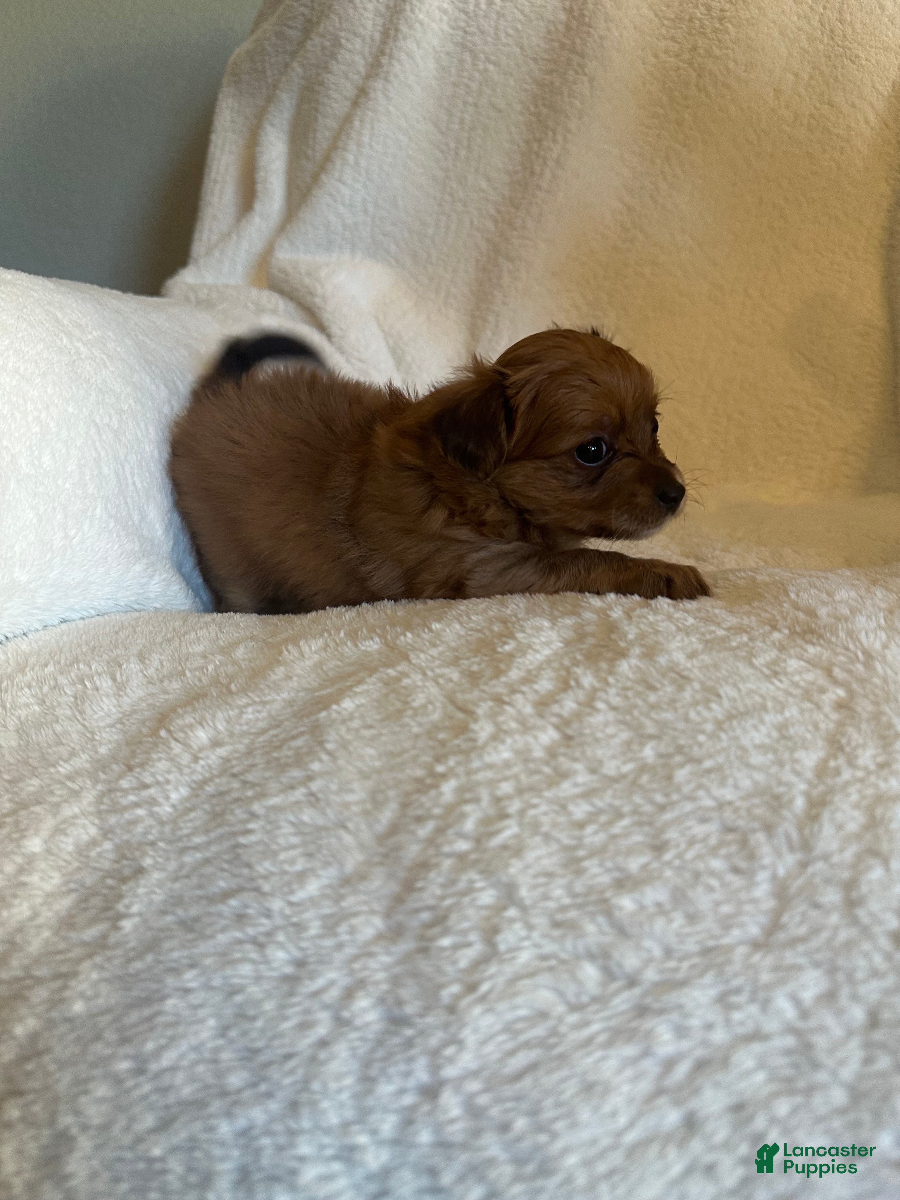 Mixed Breed dogs Mixed Breed Puppy 3 - Ad 5