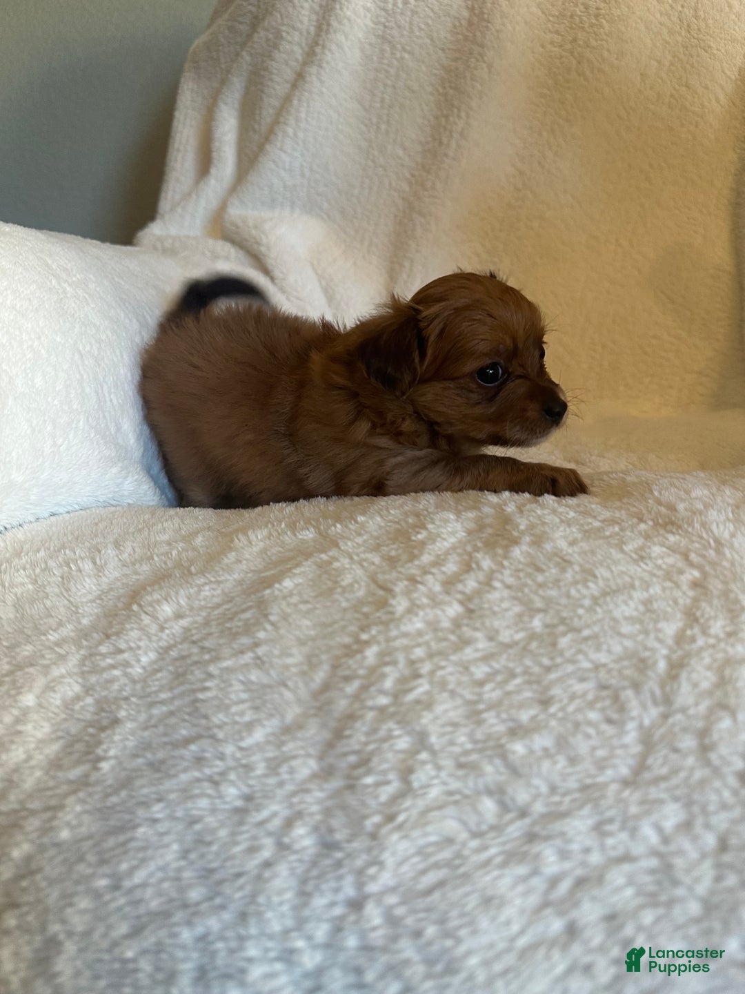 Mixed Breed dogs for sale: Mixed Breed Puppy 3 - Ad 1