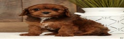Cavapoo dogs for sale: Candy - Ad 5