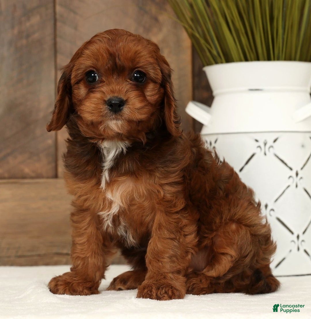 Cavapoo dogs for sale: Candy - Ad 5