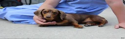 Miniature Dachshund dogs for sale: Olivia - Ad 13
