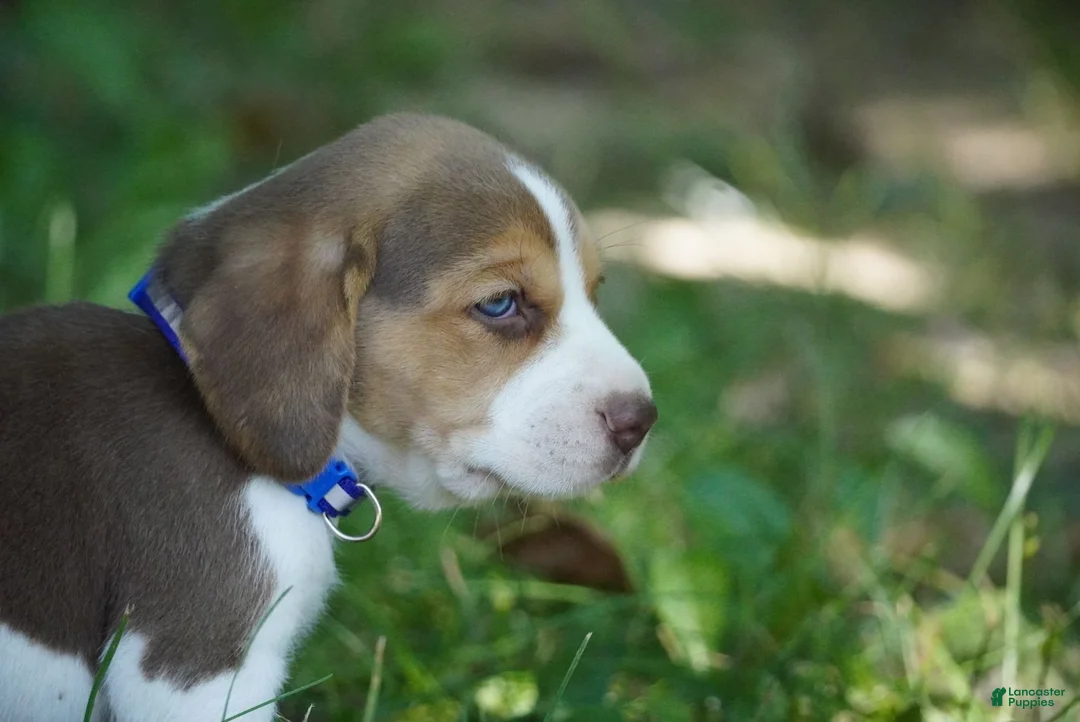 Beagle dogs for sale: Bart - Ad 2