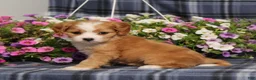Cavapoo dogs for sale: BJs Wilma - Ad 3