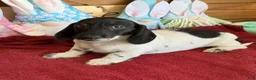 Miniature Dachshund dogs for sale: Spots - Ad 3