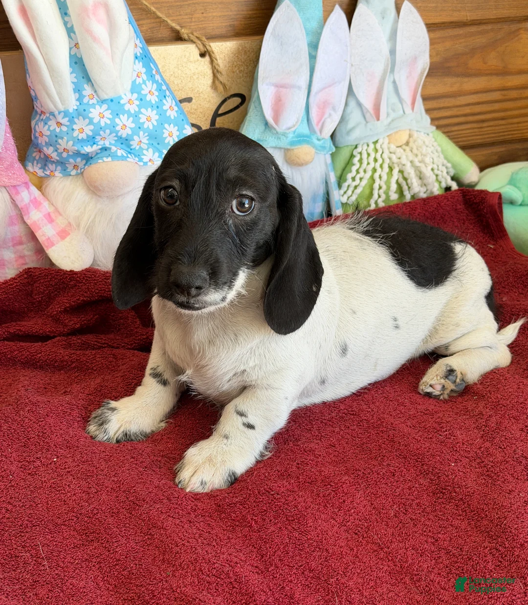 Miniature Dachshund dogs for sale: Spots - Ad 3
