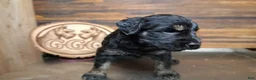 Giant Schnauzer dogs for sale: Colè - Ad 3