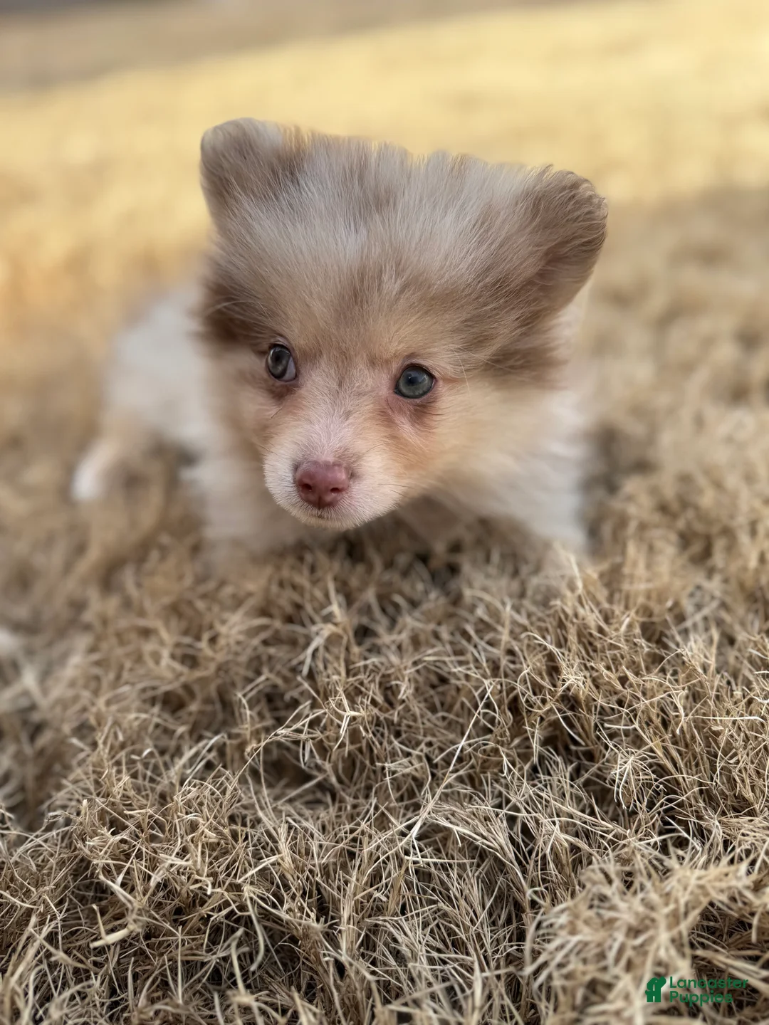 Mixed Breed dogs for sale: Ikaikoa - Ad 5