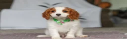 Cavalier King Charles Spaniel dogs for sale: Colson - Ad 1