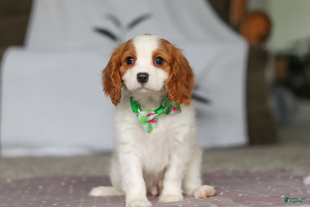 Cavalier King Charles Spaniel dogs for sale: Colson - Ad 1