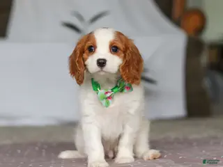 Cavalier King Charles Spaniel dogs Colson - Ad 25