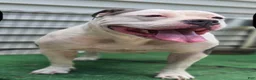 American Bully dogs for sale: American Bully 1 - Ad 2