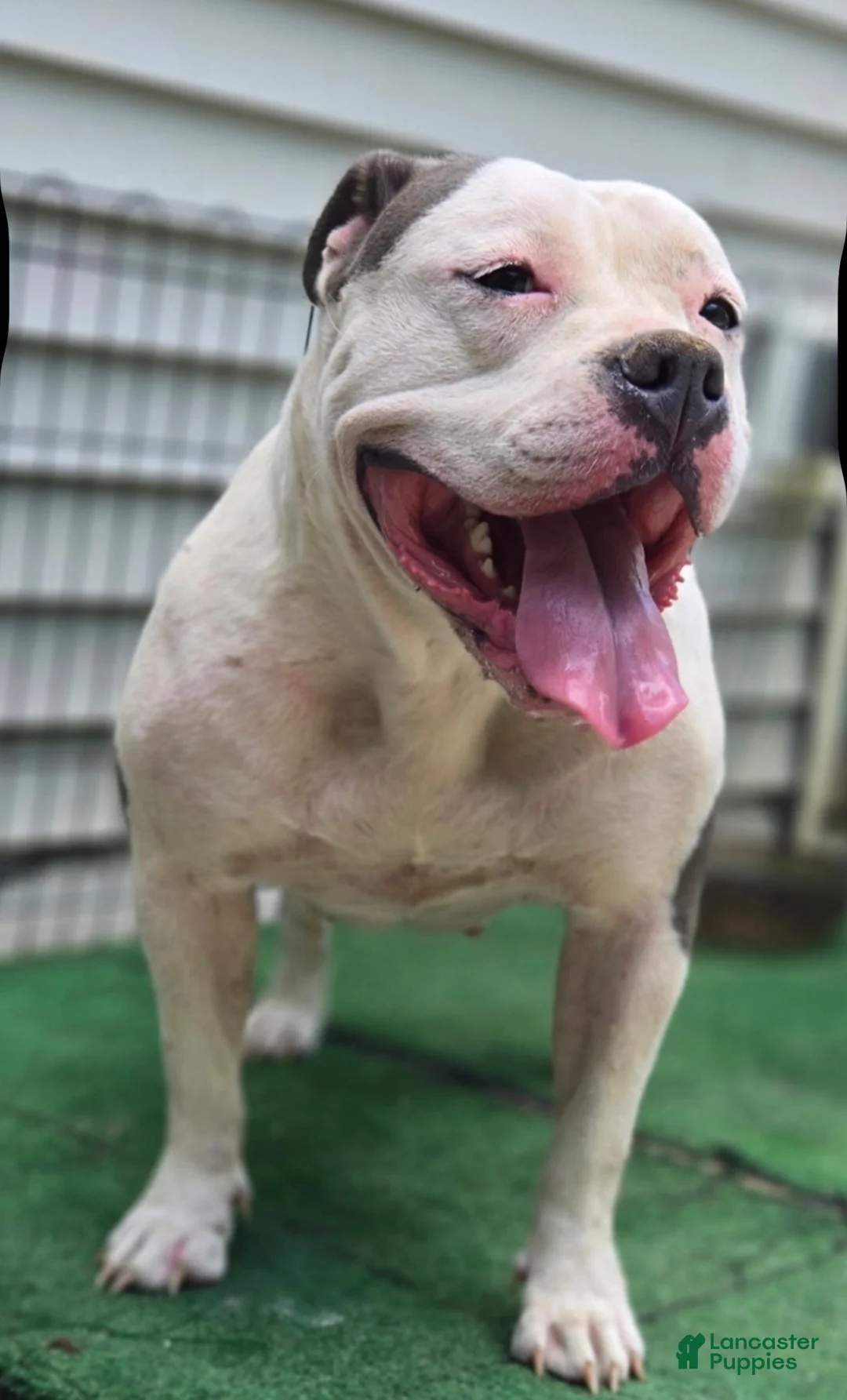 American Bully dogs for sale: American Bully 1 - Ad 2