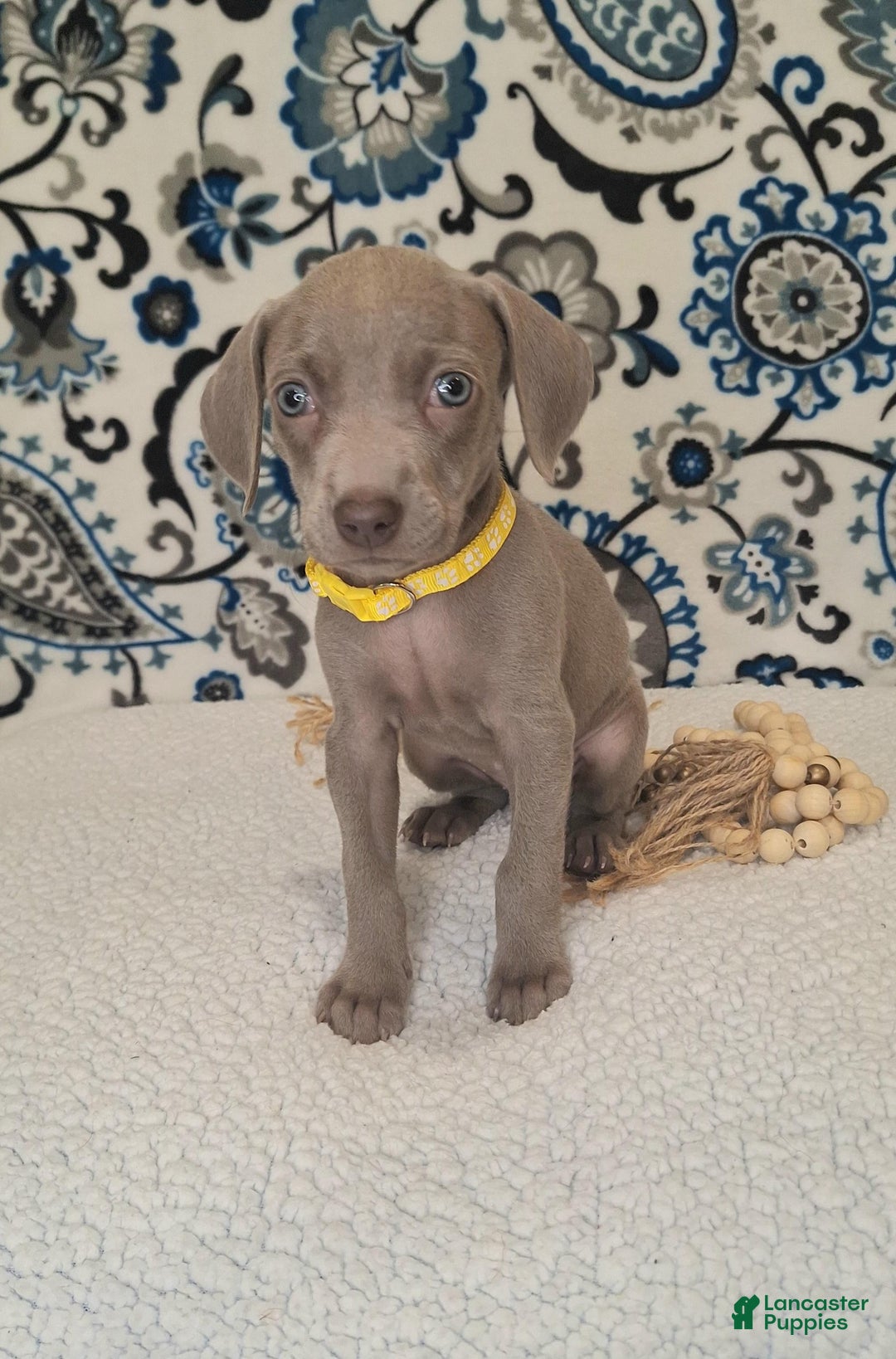 Weimaraner dogs for sale: Diamond - Ad 13
