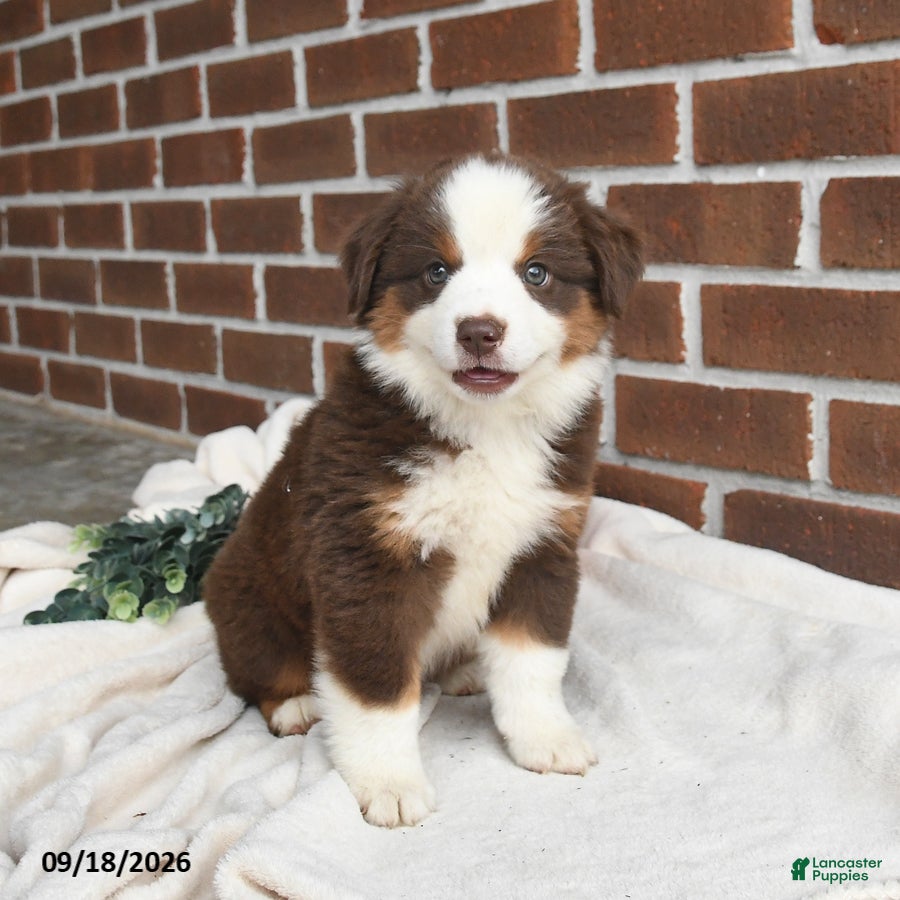 Miniature Australian Shepherd dogs for sale: Hickory - Ad 4