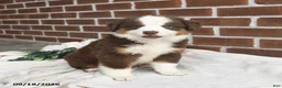 Miniature Australian Shepherd dogs for sale: Hickory - Ad 1