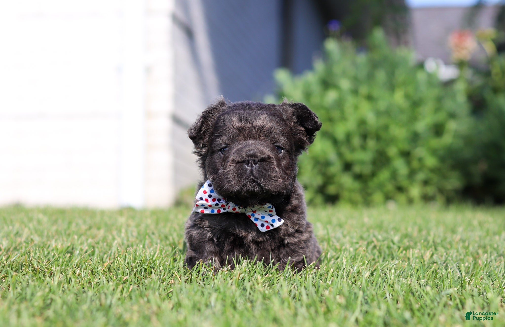 French Bulldog dogs Abe - Ad 1