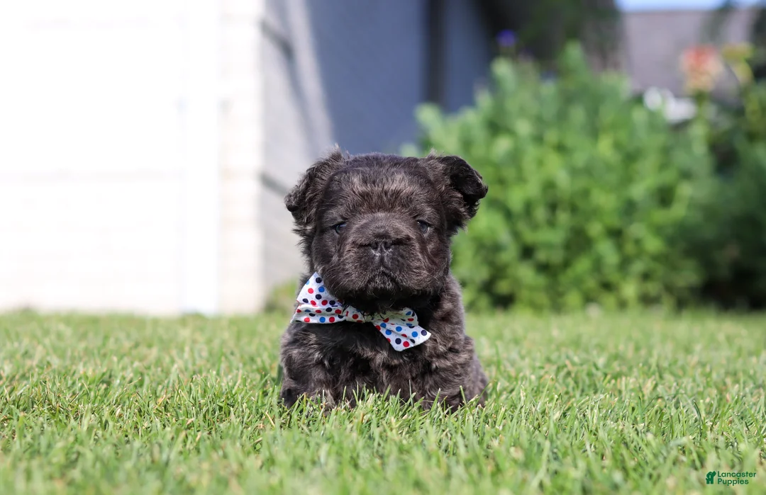 French Bulldog dogs for sale: Abe - Ad 1