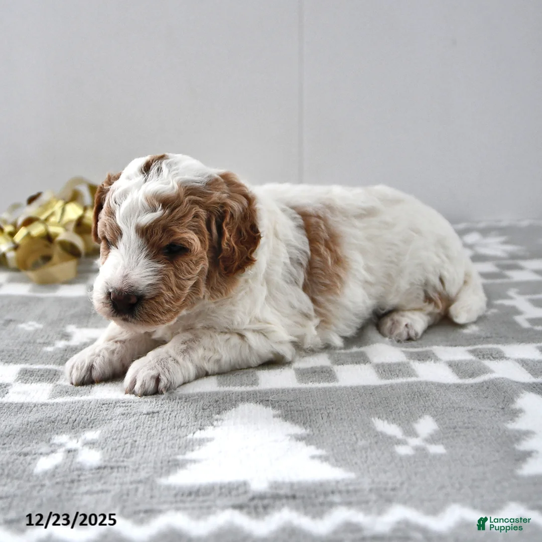 Mini Goldendoodle dogs for sale: Parker - Ad 15