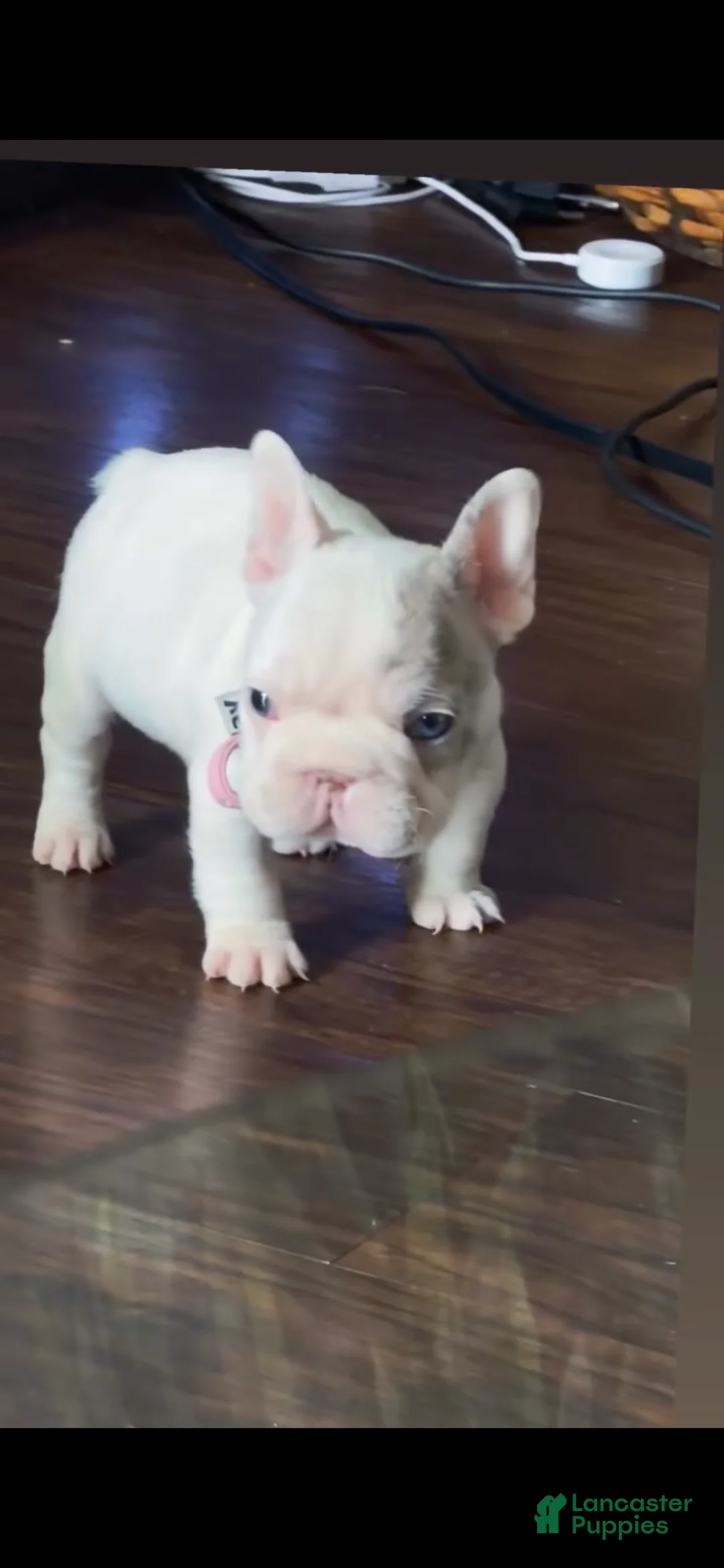 French Bulldog dogs for sale: Zora white frenchie with blue eyes  - Ad 1