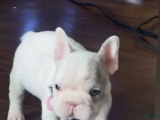 French Bulldog dogs for sale: Zora white frenchie with blue eyes - Ad 3