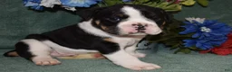 Mixed Breed dogs for sale: Ollie - Ad 4