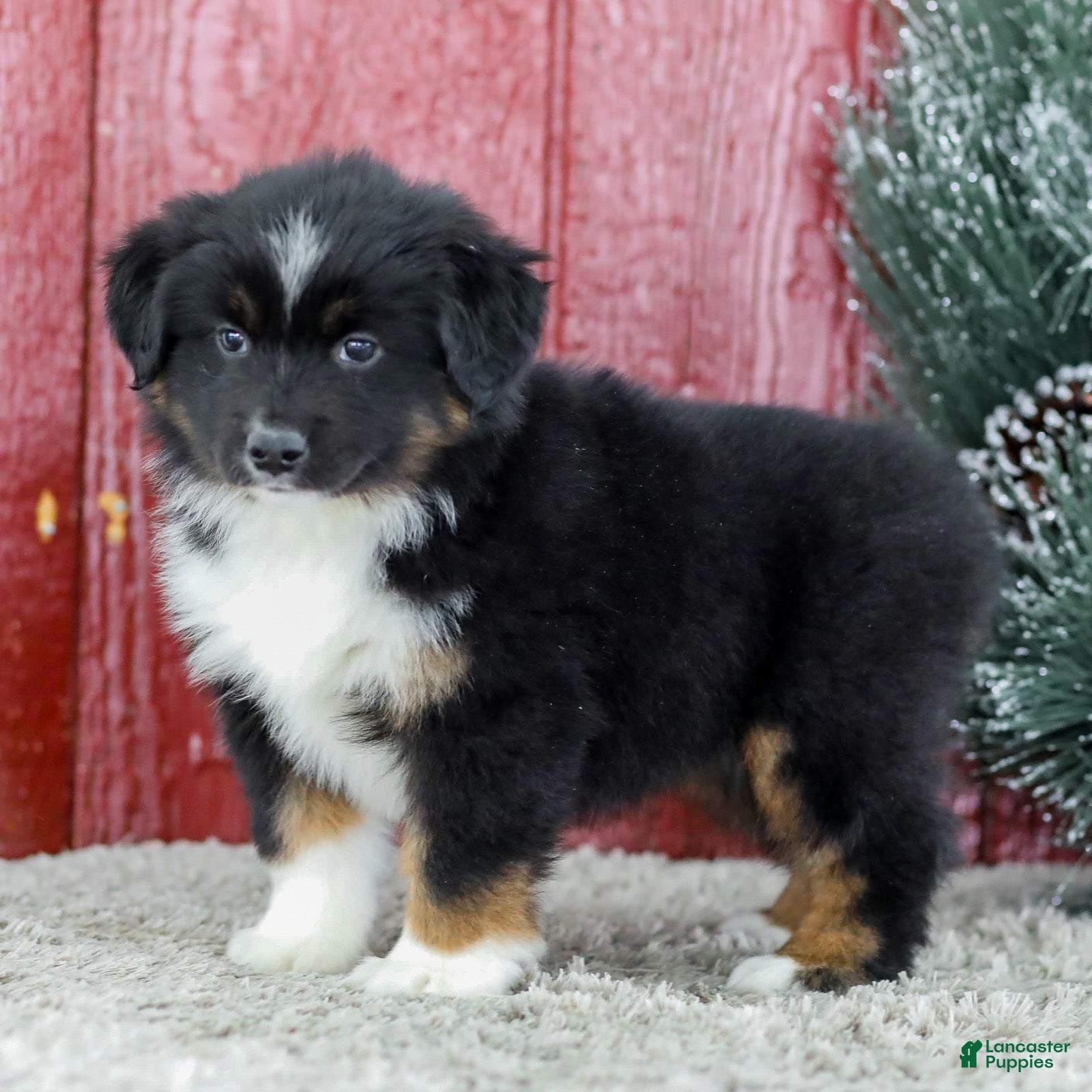 Miniature Australian Shepherd dogs Carly - Ad 1