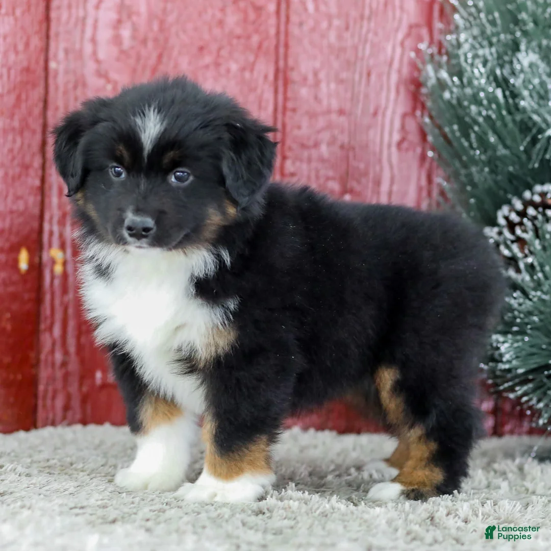 Miniature Australian Shepherd dogs for sale: Carly - Ad 1
