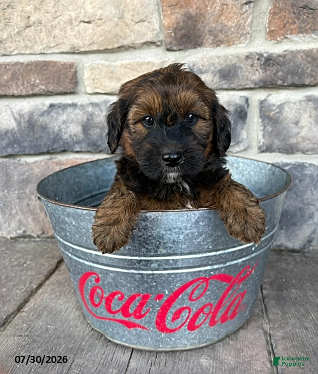 Whoodle dogs for sale: Melody - Ad 2