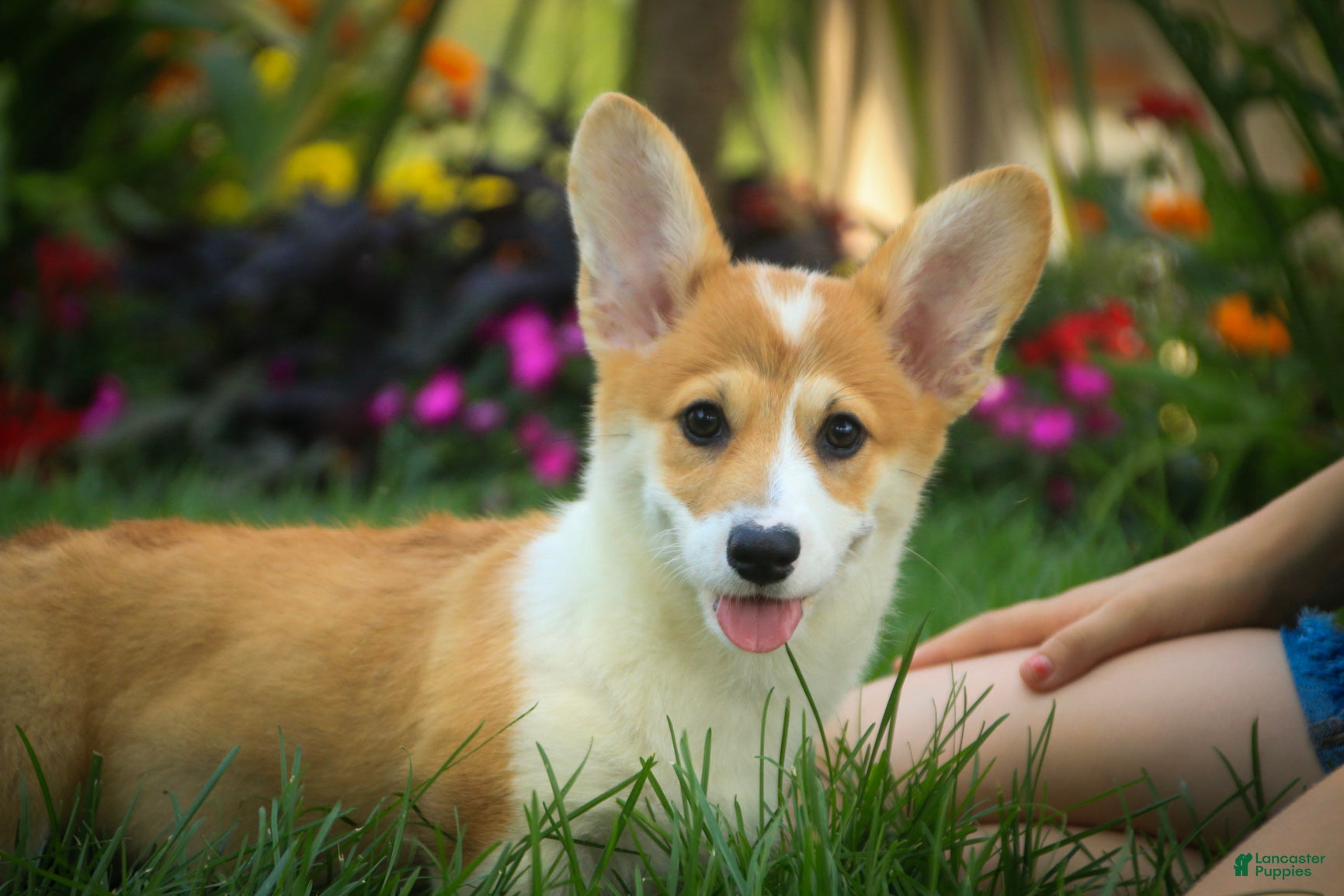 Welsh Corgi Pembroke dogs Mila Welsh Corgi Pembroke  - Ad 1