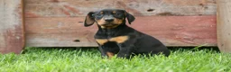 Doberman Pinscher dogs for sale:  Delta (Black Rust) 🖤🐾 - Ad 11