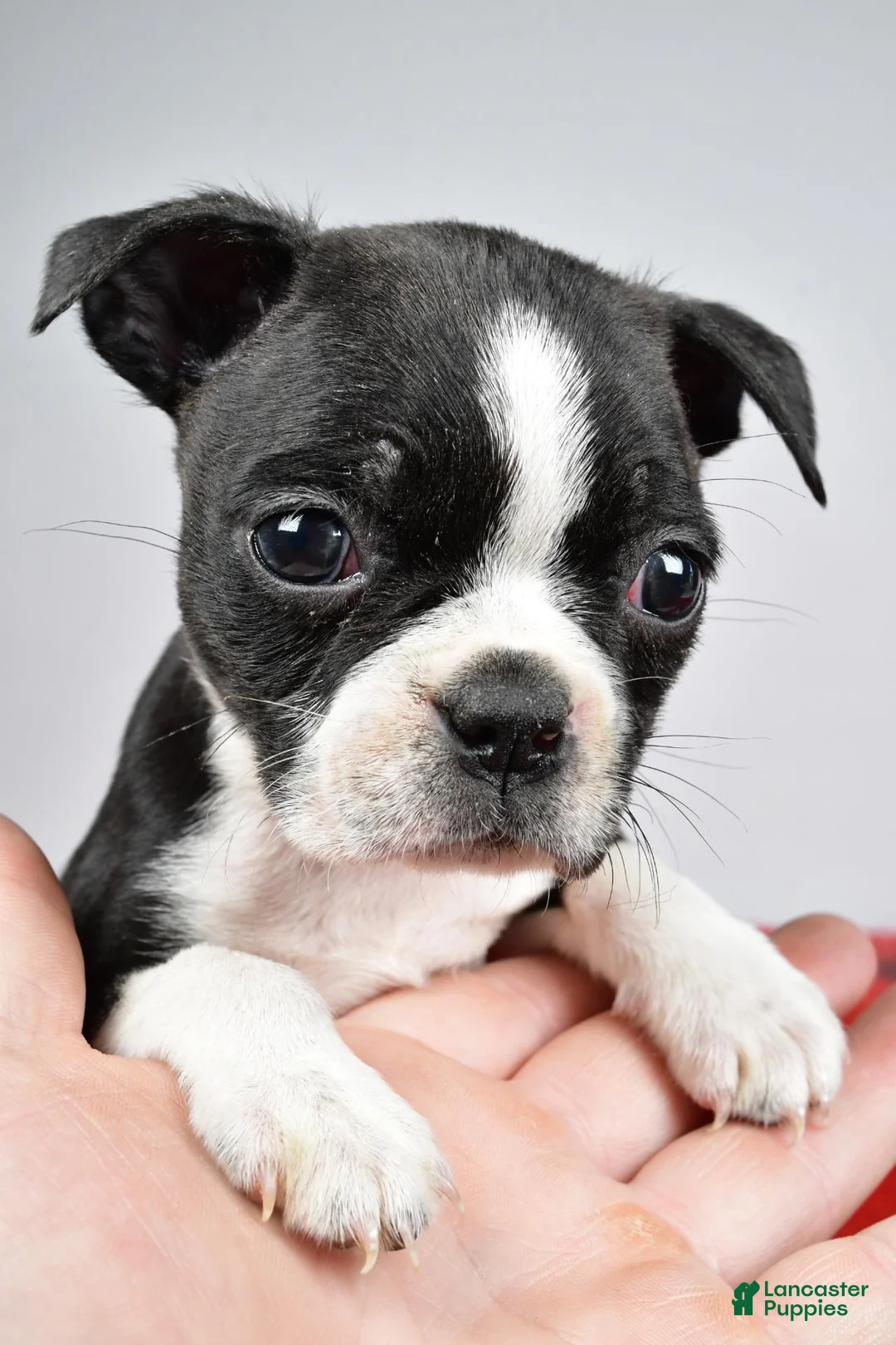 Boston Terrier dogs for sale: Cassidy - Ad 9