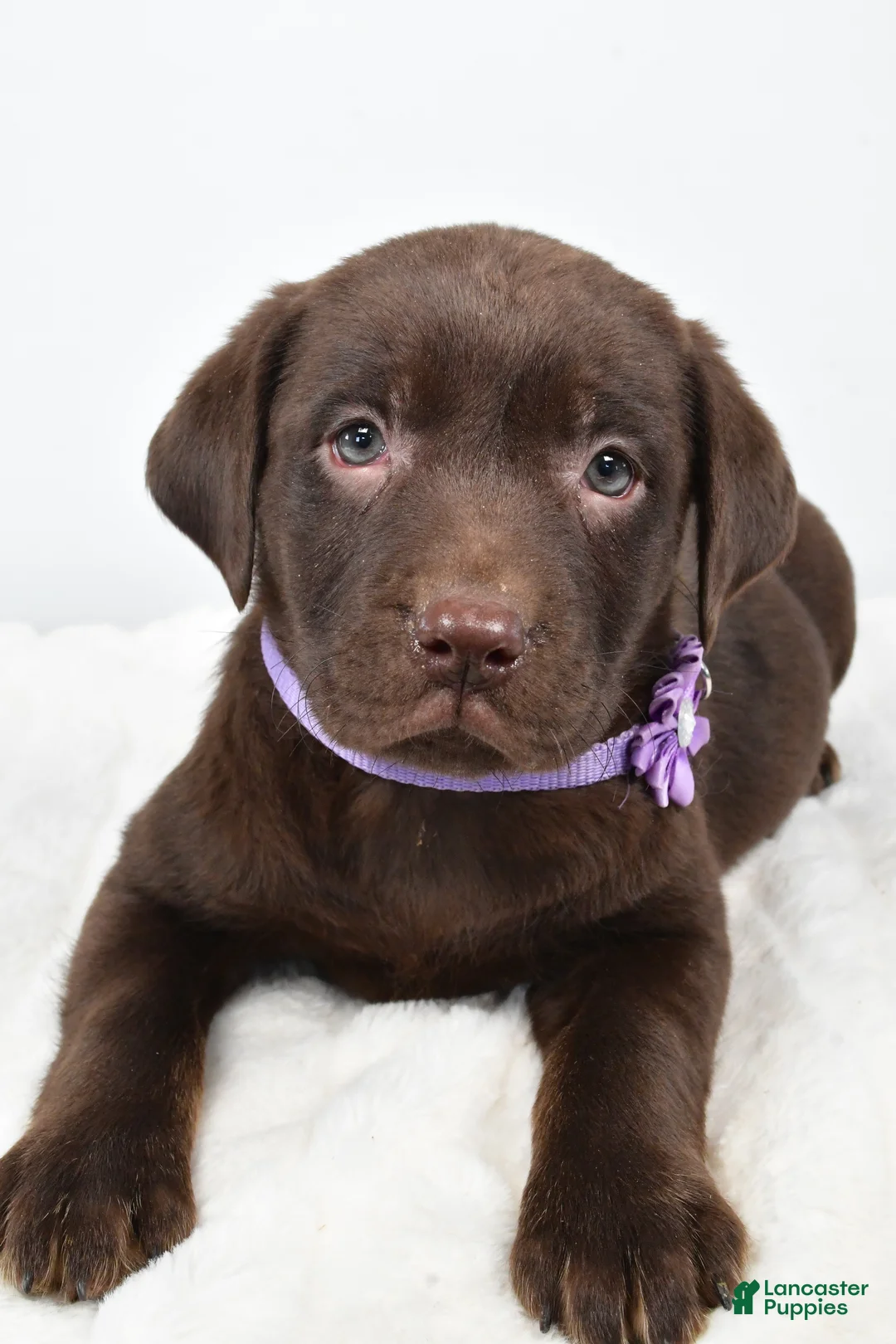 Labrador Retriever dogs for sale: Mindi - Ad 6