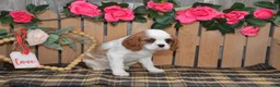Cavalier King Charles Spaniel dogs for sale: Delmar - Ad 4