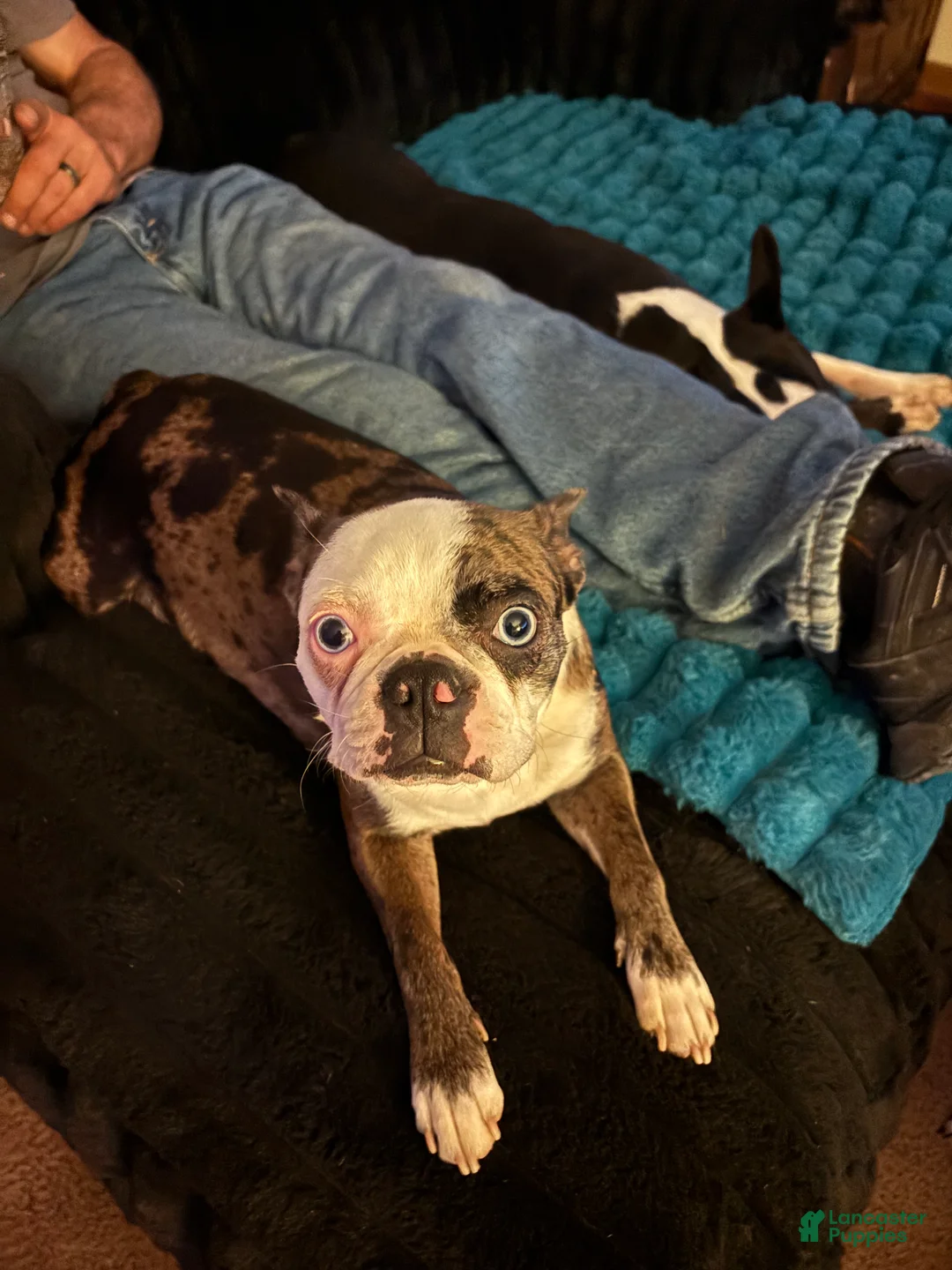 Mixed Breed dogs for sale: Boston terrier - Ad 2