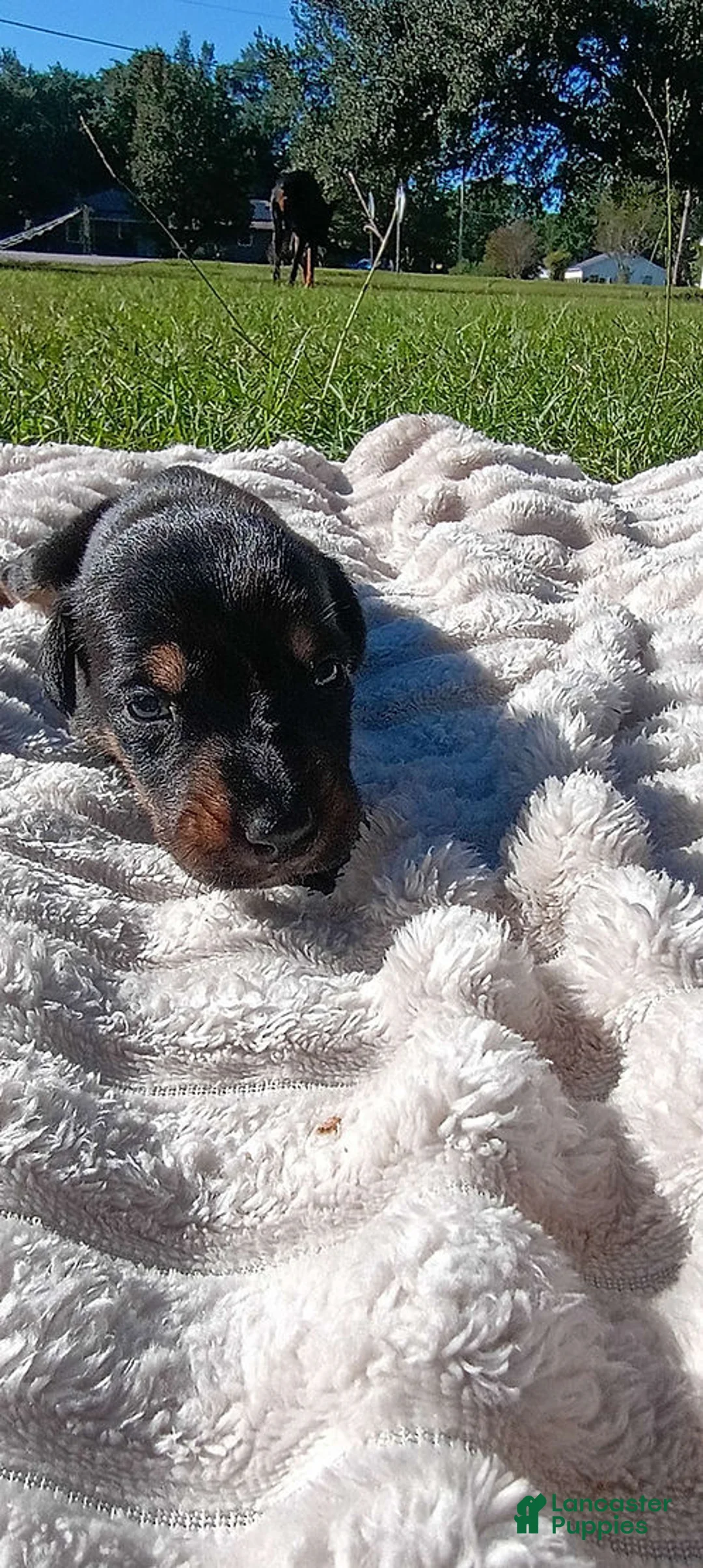 Doberman Pinscher dogs for sale: Hamilton - Ad 6